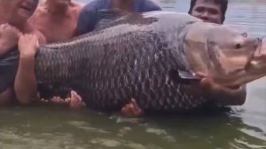 капитан гак