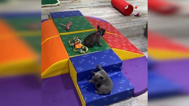 These French Bulldogs are Guaranteed to Make You Laugh! смотреть онлайн