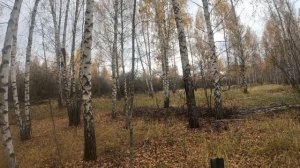 фекла долли 251024 1