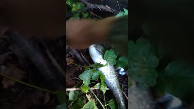 РЫБАЛКА НА СОМА