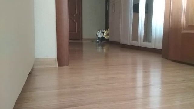 Принеси! Щенок джек-рассел бежит за мячиком \ Bring it! Jack Russell puppy runs after a ball смотреть онлайн