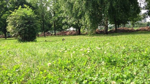 Выборг, замок. видеоответ смотреть онлайн