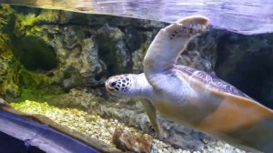Черепаха морская. Океанариум.