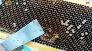 пчеловодство. гибель семьи слет или что?