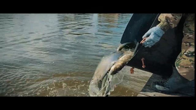 Зарыбление ВИПа форелью 08.05.2024 смотреть онлайн