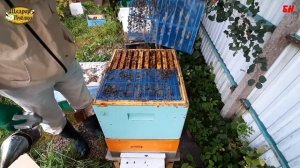 пчеловодство, отбор меда закорм, зимовка на полных корпусах, подготовка пчел