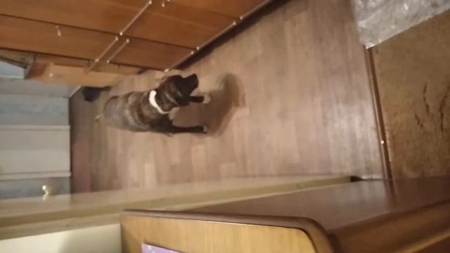 Пылесос против собаки смотреть онлайн