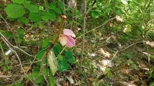 Фундук в Приморье. Прививки на лещину, укорененные черенки, саженцы