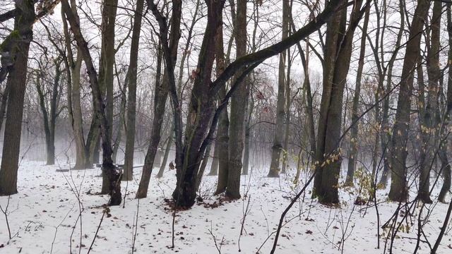 Необычная Зимняя #Природа и Парящий #Снег - Красивый #Лес Сквозь Слабый Туман Winter Fog & Snow