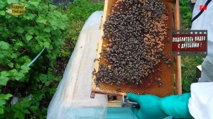 пчеловодство отводок на летной пчеле формирование отводков часть 2 (аммиачная селитра)