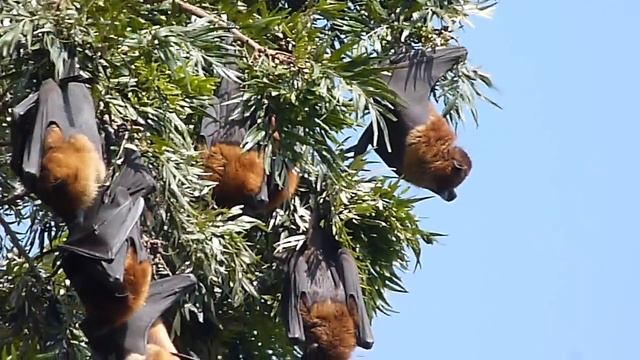 Летучие лисицы смотреть онлайн