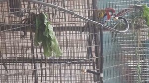 Весенний рацион для розелл и ожереловых попугаев.