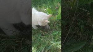 Кот поймал слепыша и сьел.