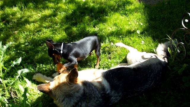 Ройчик и Герда. Перетягивание "каната" Первый тайм. смотреть онлайн