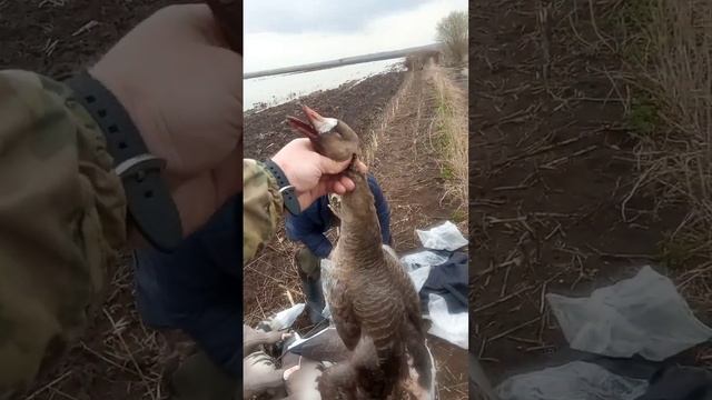 Охота на гуся в Московской области смотреть онлайн