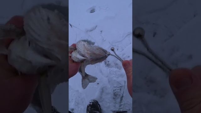 Этот случай произошёл на зимней рыбалке #рыбалка смотреть онлайн