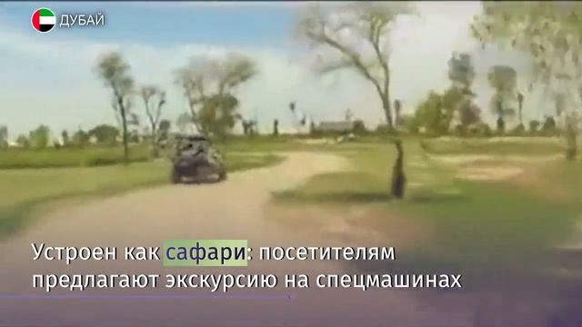 Сафари-парк за $270 млн открывается в Дубае смотреть онлайн