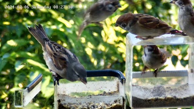 Воробьи любят наши кормушки на окне смотреть онлайн