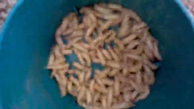 Malas na Lawit =) смотреть онлайн