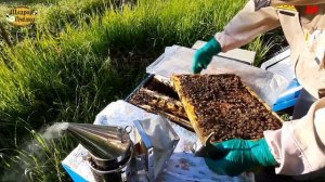 пчеловодство в улье лежаке, хорошее развитие