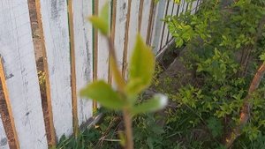 прививка сливы "память тимирязева" на тёрн Урал, пермь