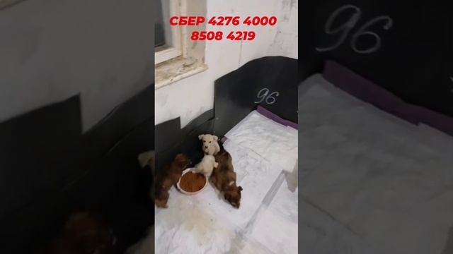 Много щенков, нужна помощь!