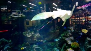 Аквариум в МегаГРИНН. Белгород.