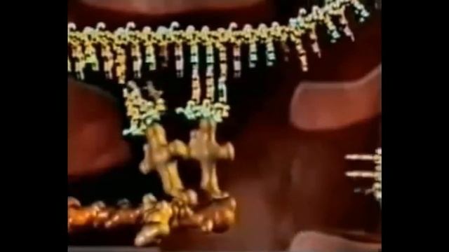 аминокислоты и ферменты