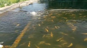 Янтарная форель