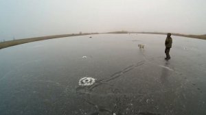 Щуки из одной лунки!