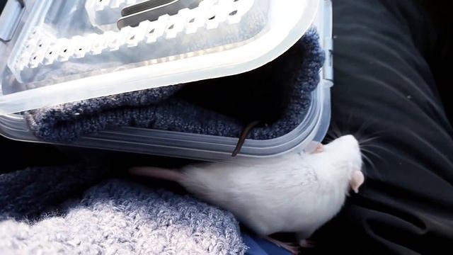 КРЫСКИ/ПЕРВАЯ ПОЕЗДКА/ЗАСЕЛЕНИЕ В НОВУЮ-ВРЕМЕННУЮ КЛЕТКУ смотреть онлайн