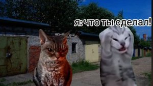 СЛОВО КОШАРЫ КОРМ НА АСФАЛЬТЕ😎