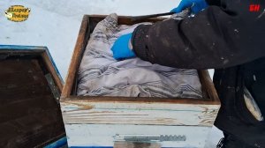 пчеловодство, зимовка на канди, объединение семей осенью