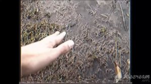 КАТАМАРАНОВ И ПОДБОЛОТНИКИ ||  Мороженка || Y.M.M.