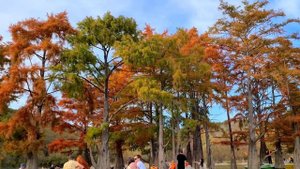 Кипарисовое озеро в Анапе. На сапе между багряных кипарисов