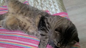 Кот дома