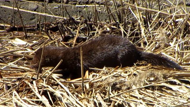 Норка ест рыбку смотреть онлайн