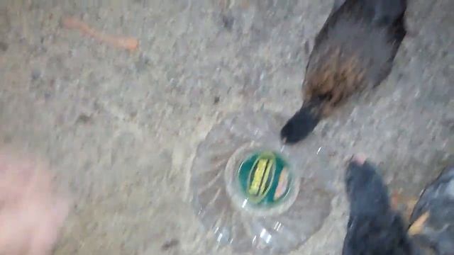 И еще немного о циплятах. Подсчитал затраты. смотреть онлайн