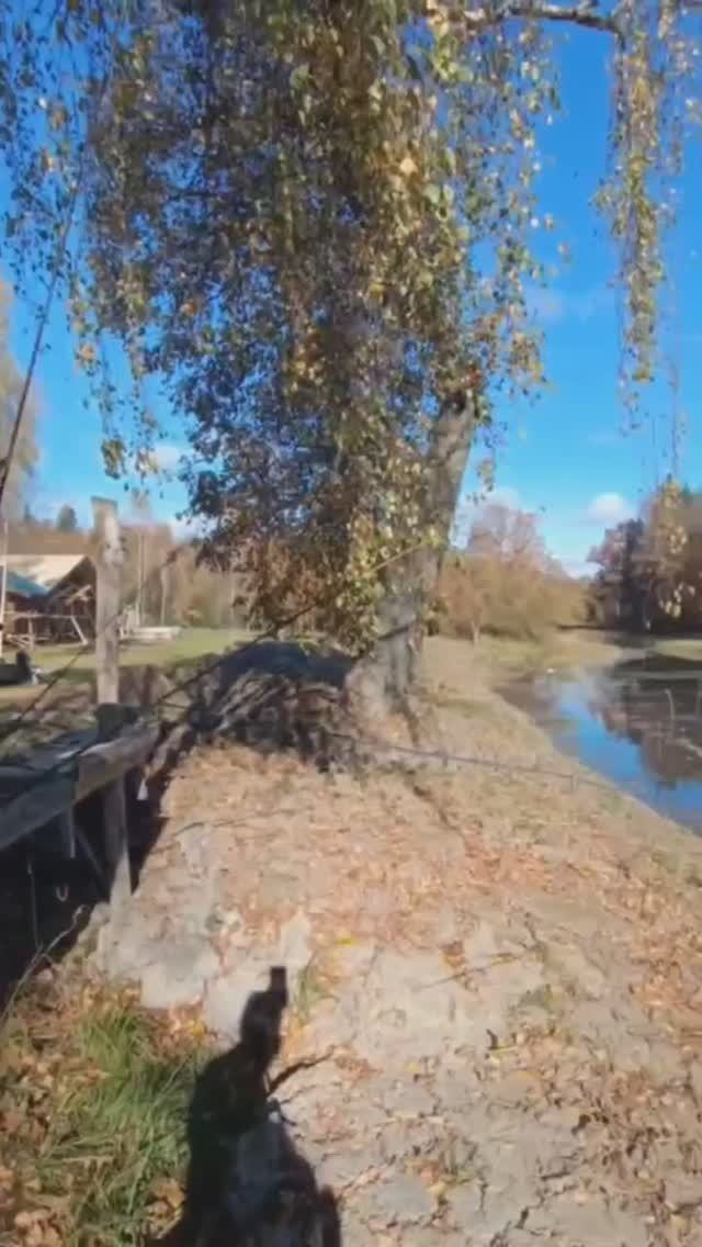Лесная усадьба интро