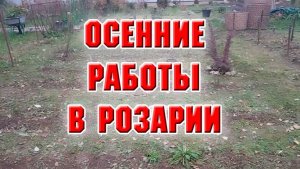 Осенние работы в розарии