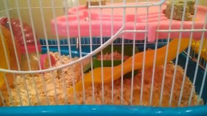 Что должно быть в клетке джунгарского хомячка