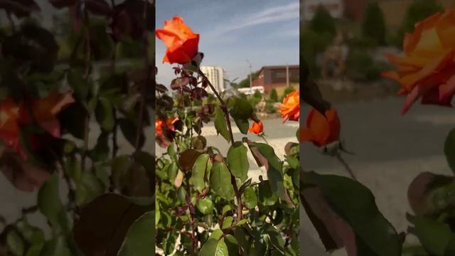🌹Красочная аллея из роз❤️👍#активныйотдых #тренд #красивыевиды #tatiafrol #розы #дзен