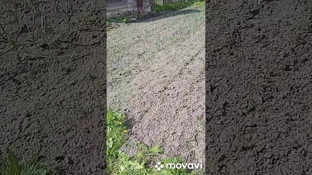 Робимо порядок на городі / Делаем порядок на огороде смотреть онлайн