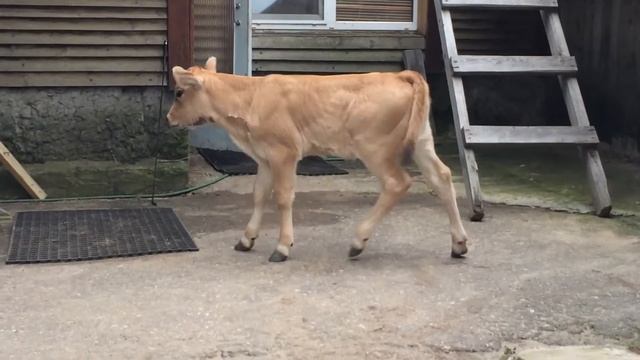 Мама не выходит!!!! Схожу за ней сама! смотреть онлайн