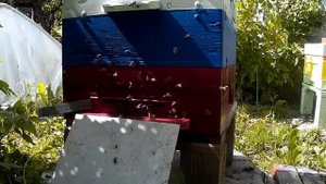 пчеловодство, пчела за работой