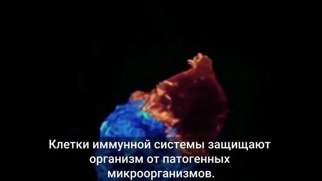 Клетки иммунитета Т киллеры за работой Иммунитет для чайников