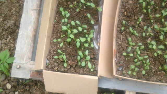 Экскурсия в теплицу. Абхазия. смотреть онлайн