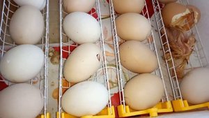НИКОГДА не помогайте цыплятам выбраться из скорлупы – смертельно!!