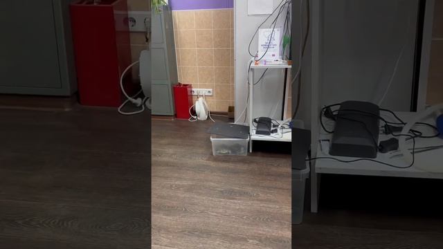 Плановая прививка собаке 🔥#такса смотреть онлайн