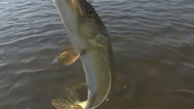 Ловля щуки на поппер смотреть онлайн